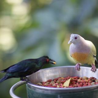 Feathers and Food