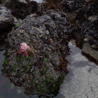Pink Starfish Clings to Seaweed-Covered Tidal Rock