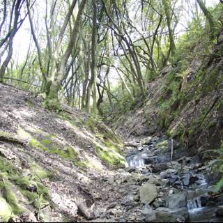 Serene Stream in the Woodland