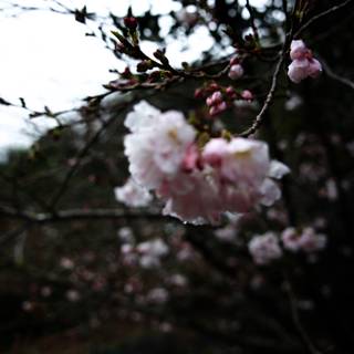 Blooming Cherry Blossoms at Japanese Tea Garden