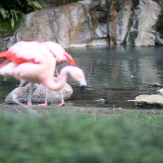 Flamingos on Land