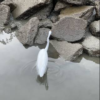 The Graceful Heron on Richardson Bay