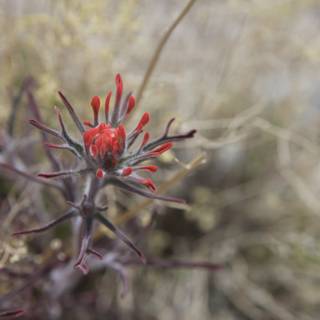 Red Geranium Flower in the Desert