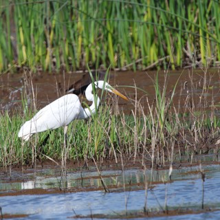 Great Egret Hunting in Wetland Marsh Waters