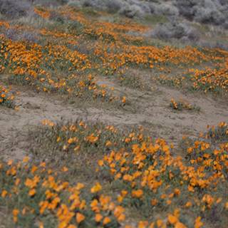 A Sea of California Poppies in Bloom