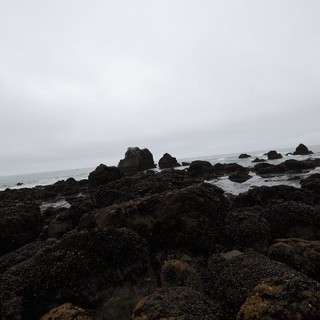 Mussel-Covered Rocks at Foggy Pacific Tidepools