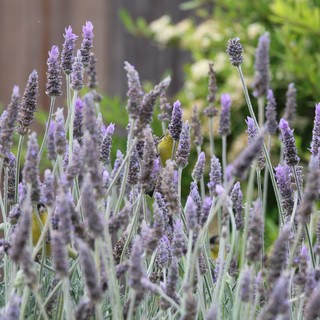 Yellow Bird Foraging Among Purple Lavender Flowers
