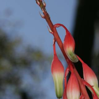 A Vibrant Red and Green Flower Reaches for the Blue Sky