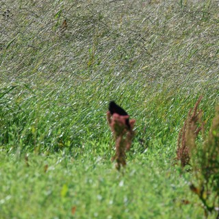 Red-winged Blackbird in Windswept Wetland Grasses