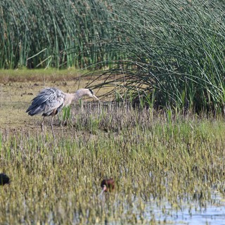Great Blue Heron Foraging in Wetland Marsh