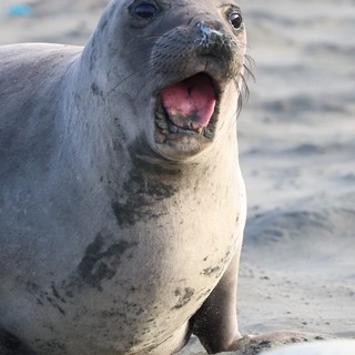 Northern Elephant Seal Pup Vocalizing at Drakes Beach