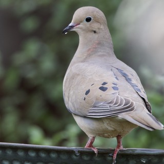 Mourning Dove Perched on Garden Feeder Rail