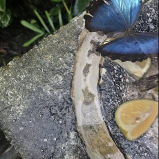The Blue Butterfly's Lemon Slice