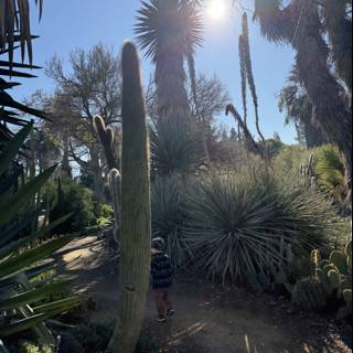 Sunny Stroll Through the Garden