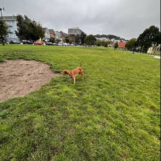 A Playful Pup in Duboce Park