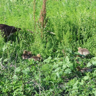 Canada Goose Family Foraging in Wetland Grassland