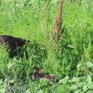 Canada Goose Family Foraging in Wetland Grasslands