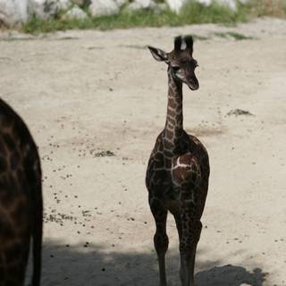 Graceful Giraffe