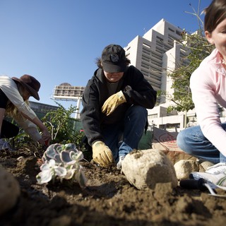 Urban Guerrilla Gardeners Plant New Life Downtown