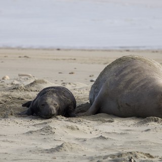 Elephant Seal Mother and Pup Resting on Beach