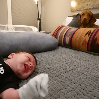 Baby and Dog Relaxing on Bed Together