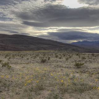 Yellow Wildflowers in the Desert