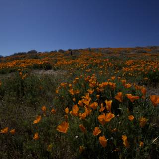 Vibrant Poppy Fields in the California Countryside
