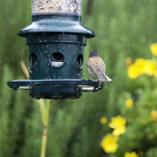 Bird Seeking Shelter at Feeder During Rainfall