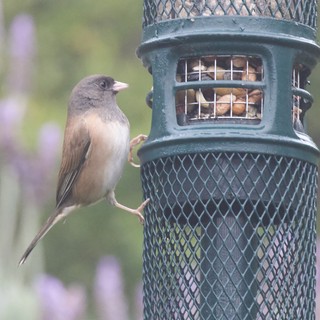 Dark-eyed Junco at Garden Bird Feeder