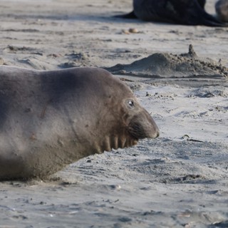 Elephant Seal Resting on Sandy Beach at Drakes Beach