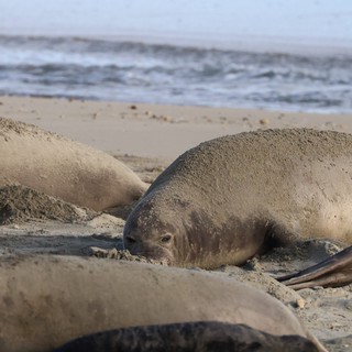 Elephant Seals Resting on Drakes Beach Sand Dunes