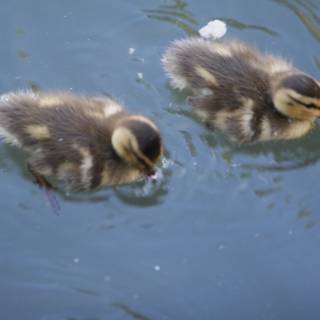 Two Adorable Baby Ducks Enjoying a Swim