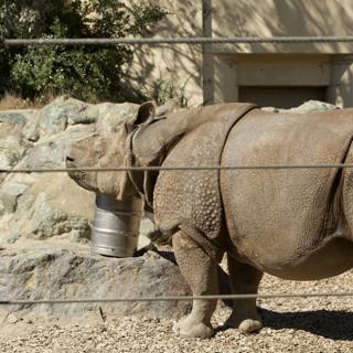 Majestic Rhino - SF Zoo Fun Time, 2023