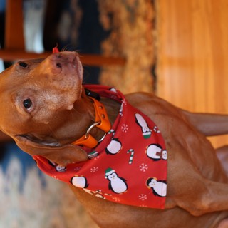Vizsla in Festive Christmas Bandana at Home