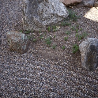 Zen Garden with Rocks and Sparse Gravel Ground