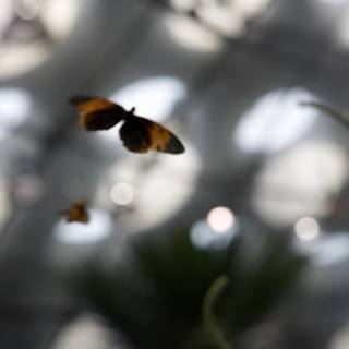 Kaleidoscope in Midair: The Butterfly House Experience