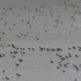 A Symphony of Flight
