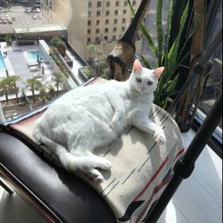 White Cat Lounges in the Sun