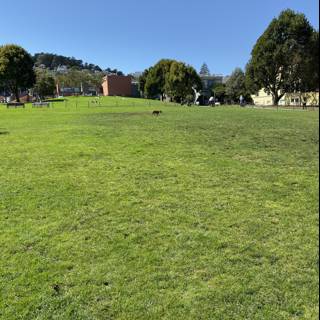 A Peaceful Afternoon at Duboce Park
