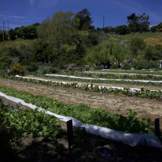 Celebrating Earth Day 2024: Cultivation and Community at Alemany Farm