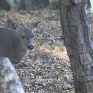 Quiet Observer