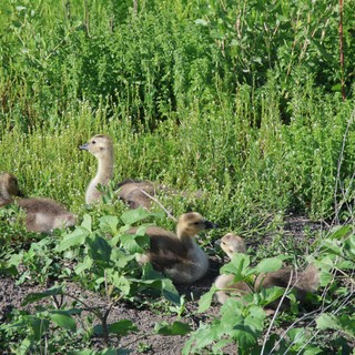 Canada Goslings Foraging in Wetland Vegetation