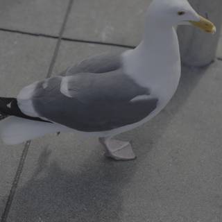 Sidewalk Seagull