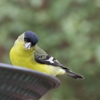 Perched in Vibrant Splendor