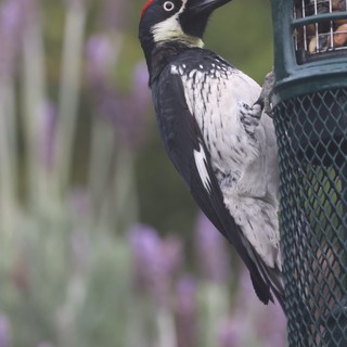 Acorn Woodpecker Visits Backyard Bird Feeder
