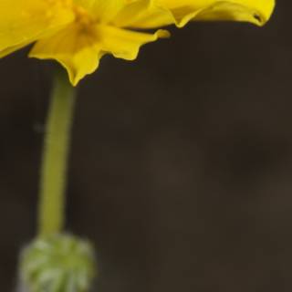 Vibrant Geranium Flower