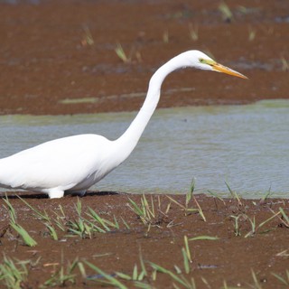 Great Egret Hunting in Flooded Rice Field