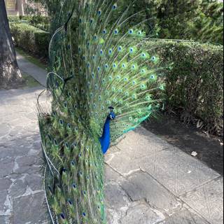 Proud Peacock in Xochimilco