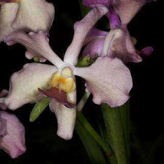 Majestic Purple Orchid with White Flowers