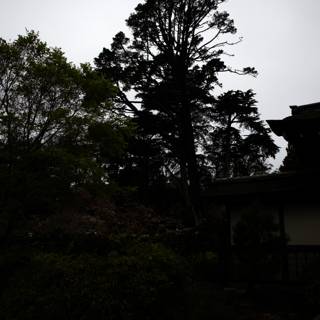 Serenity in the Japanese Tea Garden